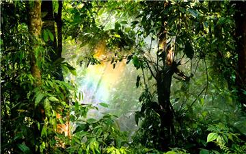 Một cây hấp thụ bao nhiêu khí carbon dioxide mỗi ngày?